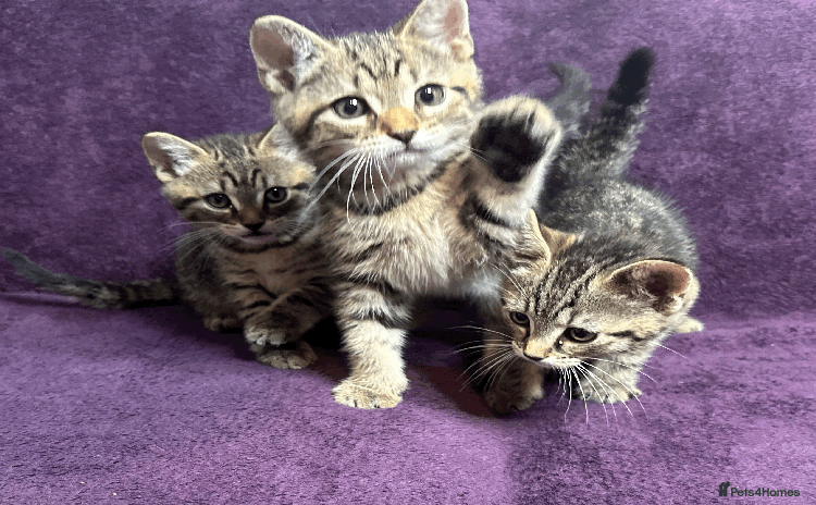 Mixed Breed cats - Advert 15