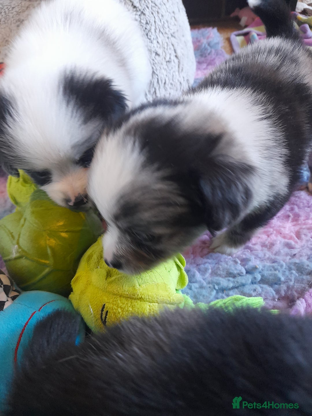 Pomeranian dogs for sale: Fabulous Pom fur babies - Image 1