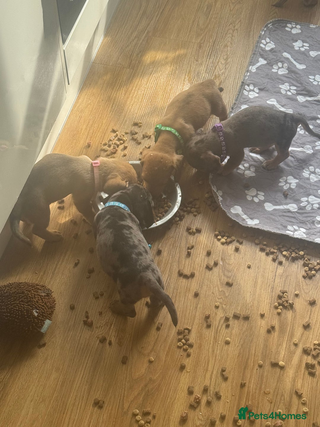 Mixed Breed dogs for sale: 4 Jack Russell cross Dachshund puppies - Image 24