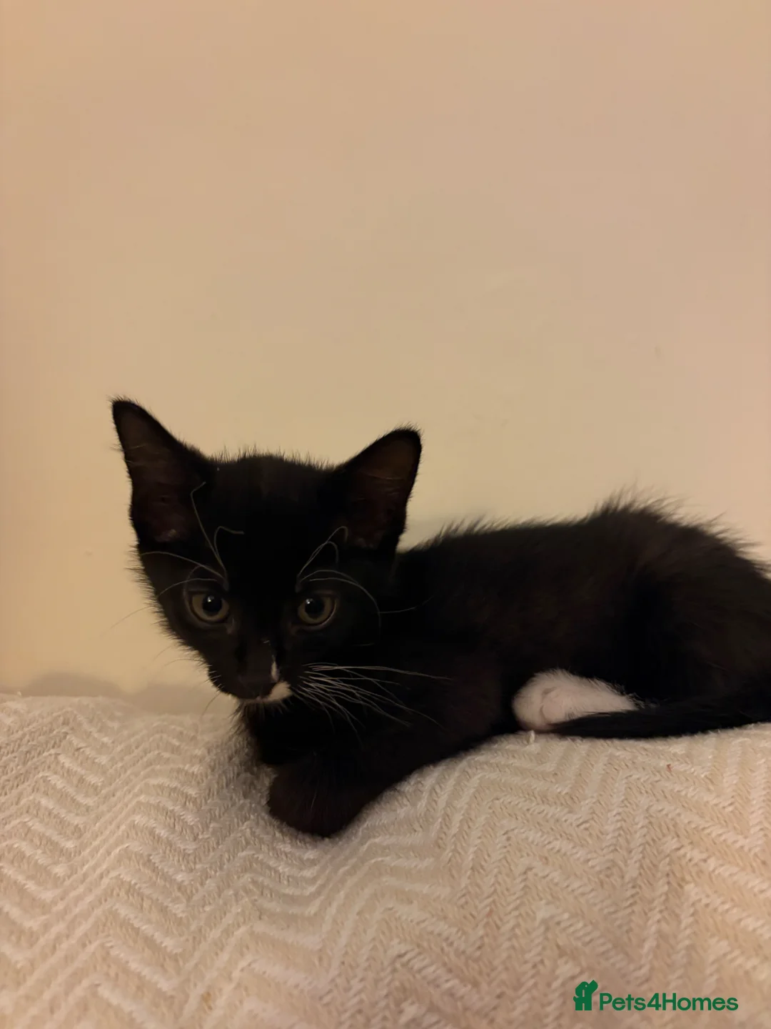 Mixed Breed cats for sale: Black Male Kitten  in Barnoldswick - Advert 1