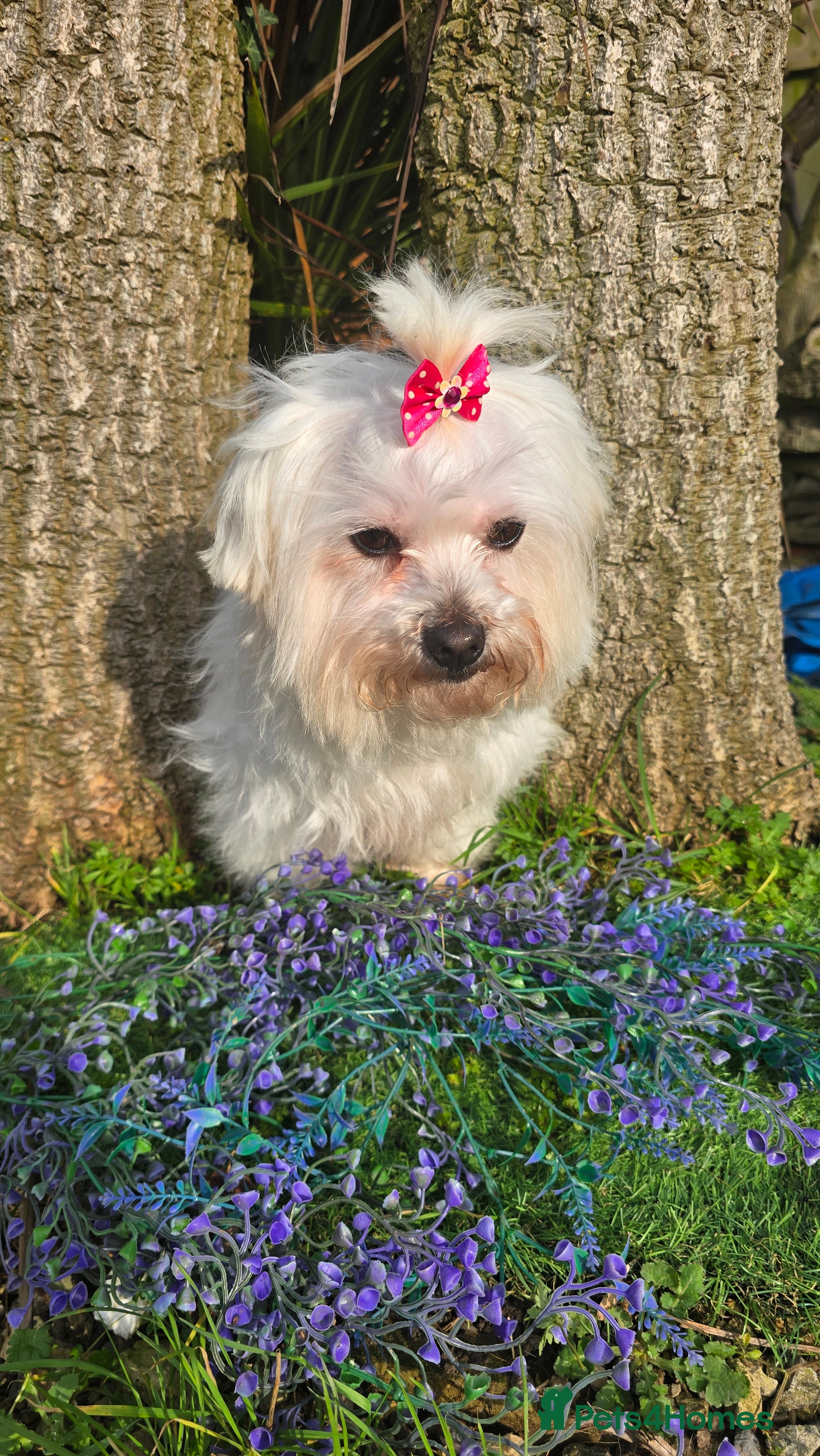 Maltese dogs *Beautiful Maltese 4yrs girl* - Advert 2