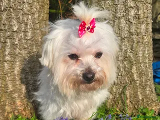 Maltese dogs *Beautiful Maltese 4yrs girl* - Advert 1