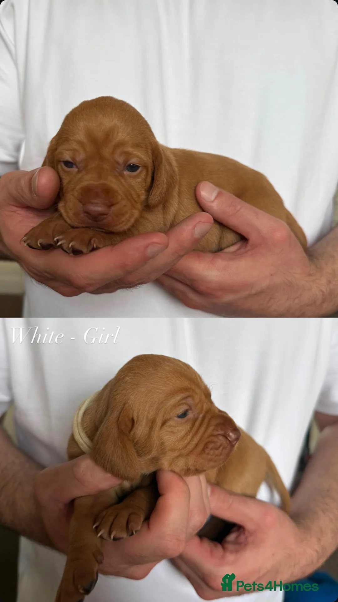 Hungarian Vizsla dogs for sale: KC Registered Hungarian Viszla litter  - Advert 23