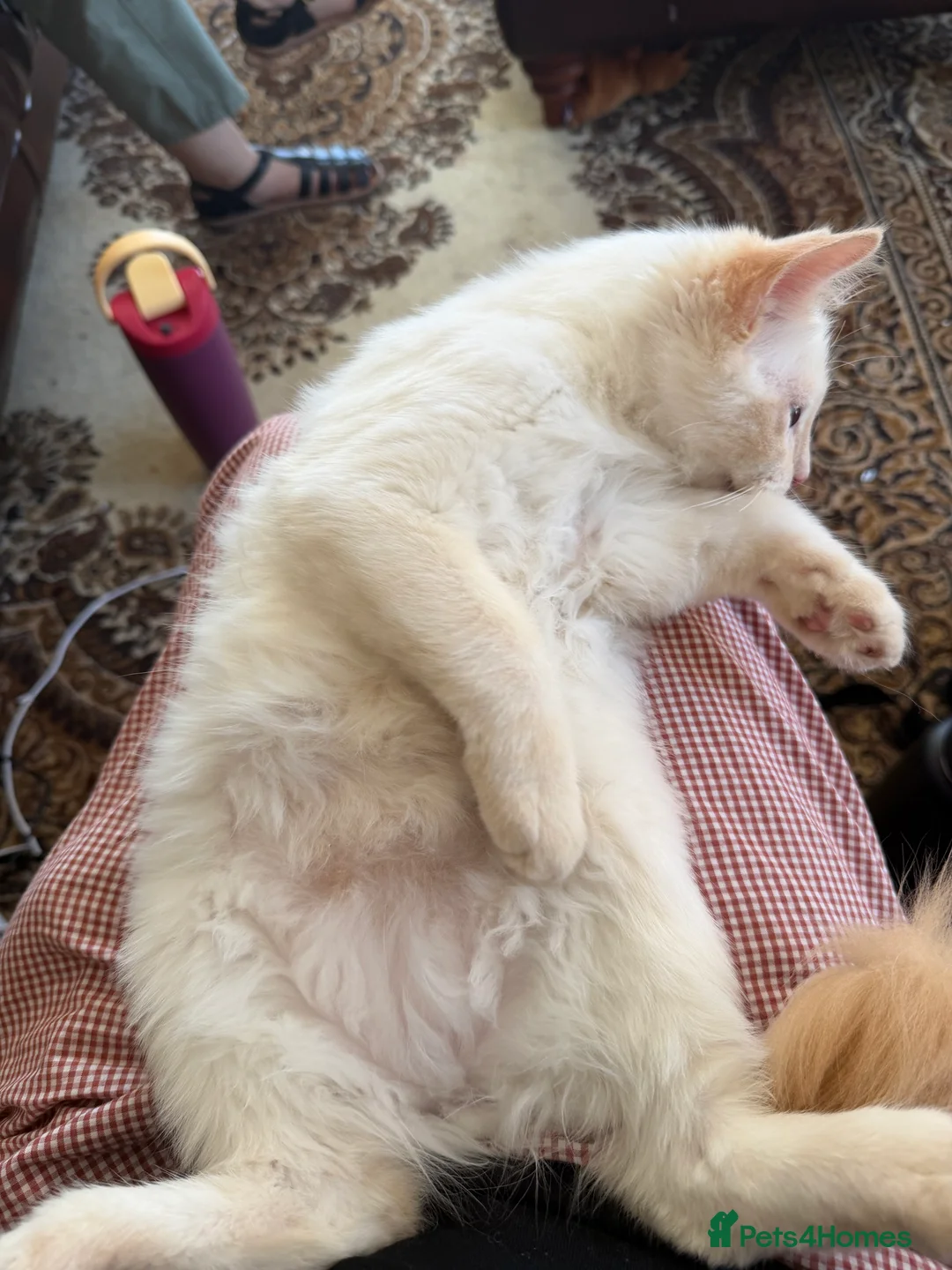 Ragdoll cats for sale: Ragdoll male  - Advert 2