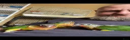 Conures birds for sale: Green Cheek Conure Baby’s Hand Raised Hand Tame - Advert 14