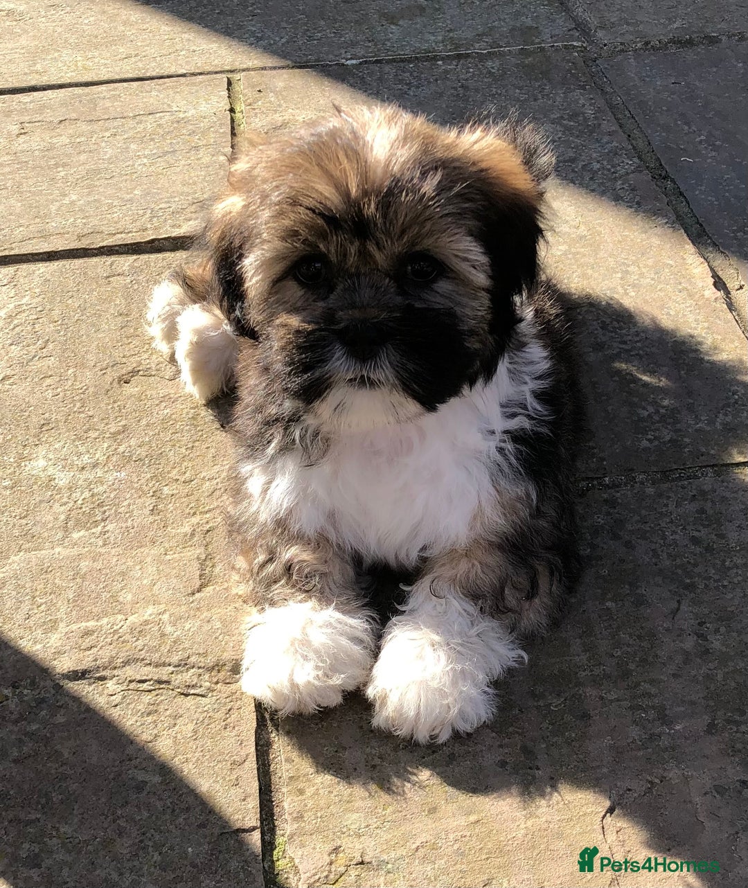 Lhasa Apso dogs for sale: 3rd generation Lhasa poo puppies  - Image 11