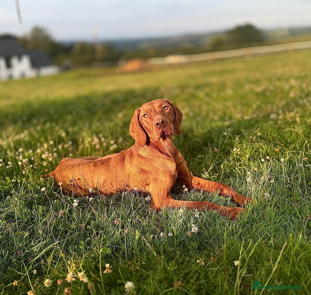 Hungarian Vizsla dogs for sale: Stunning KC Vizsla Pups - Image 9