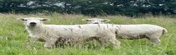 Sheep livestock for sale: 3 x pedigree greyface dartmoor shearling ewes in Winkleigh - Advert 2