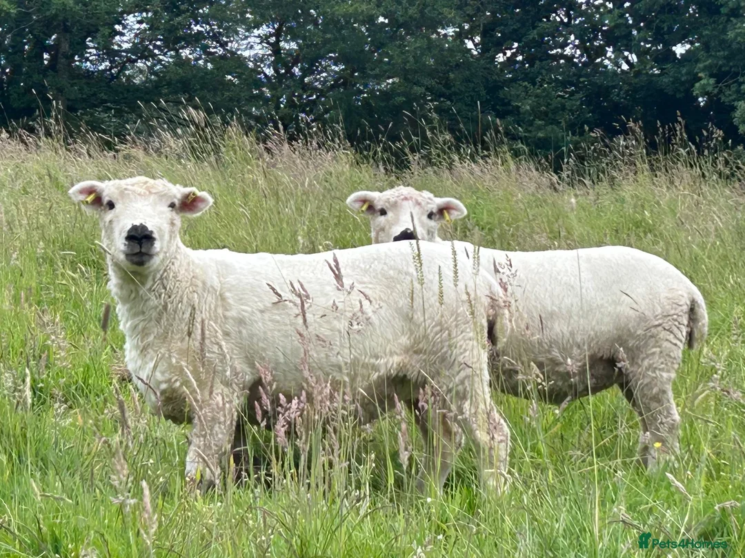 Sheep livestock for sale: 3 x pedigree greyface dartmoor shearling ewes in Winkleigh - Advert 2