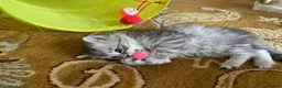 Siberian cats for sale: Siberian x Siberian Neva Masquerade Kittens - Advert 21