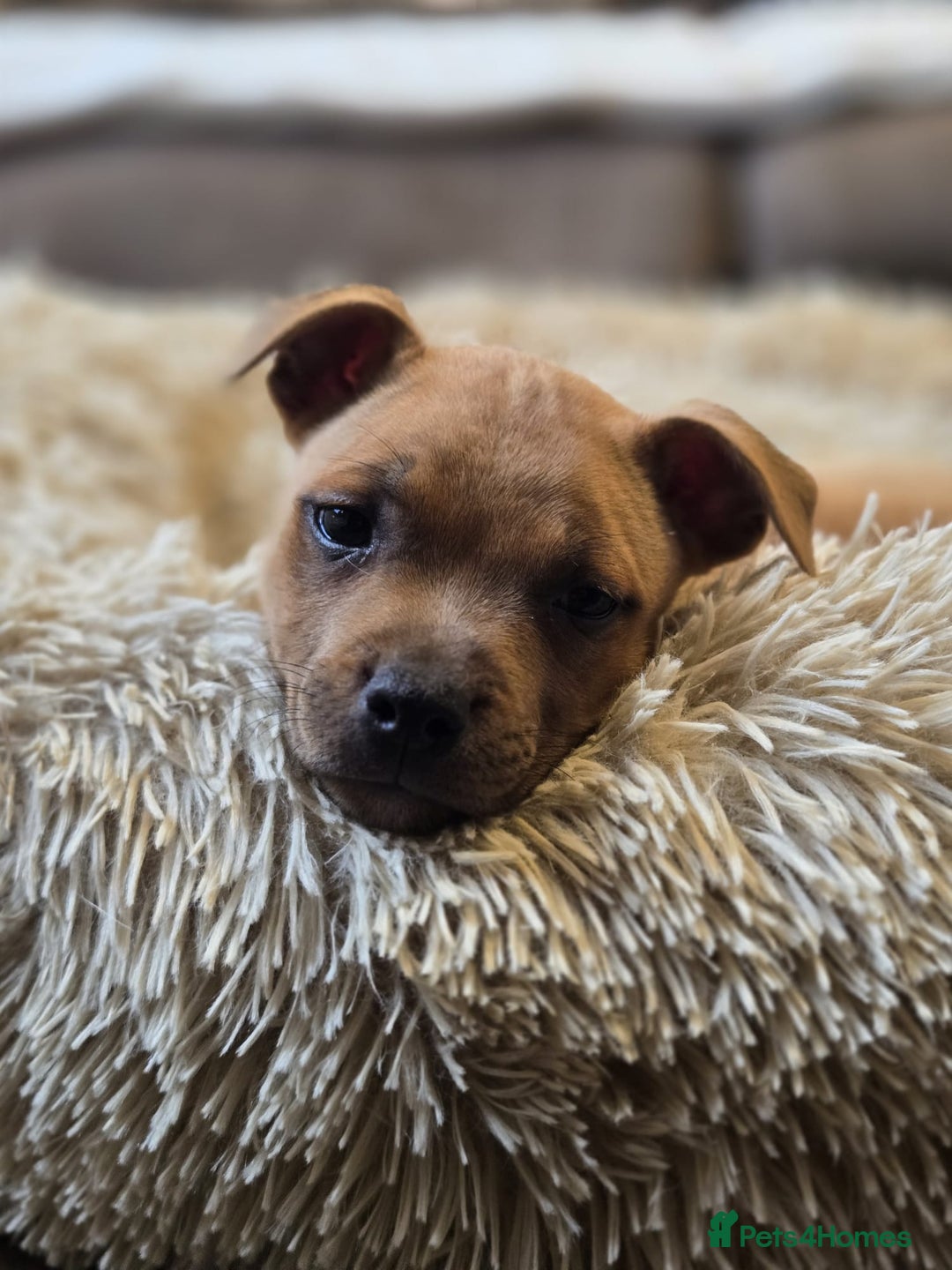 Staffordshire Bull Terrier dogs for sale: !READY NOW! KC Reg Quality Red Staffy Puppies  - Image 7