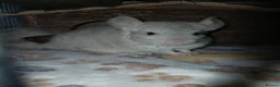 Chinchilla rodents for sale: 2 male chinchilla  - Advert 6