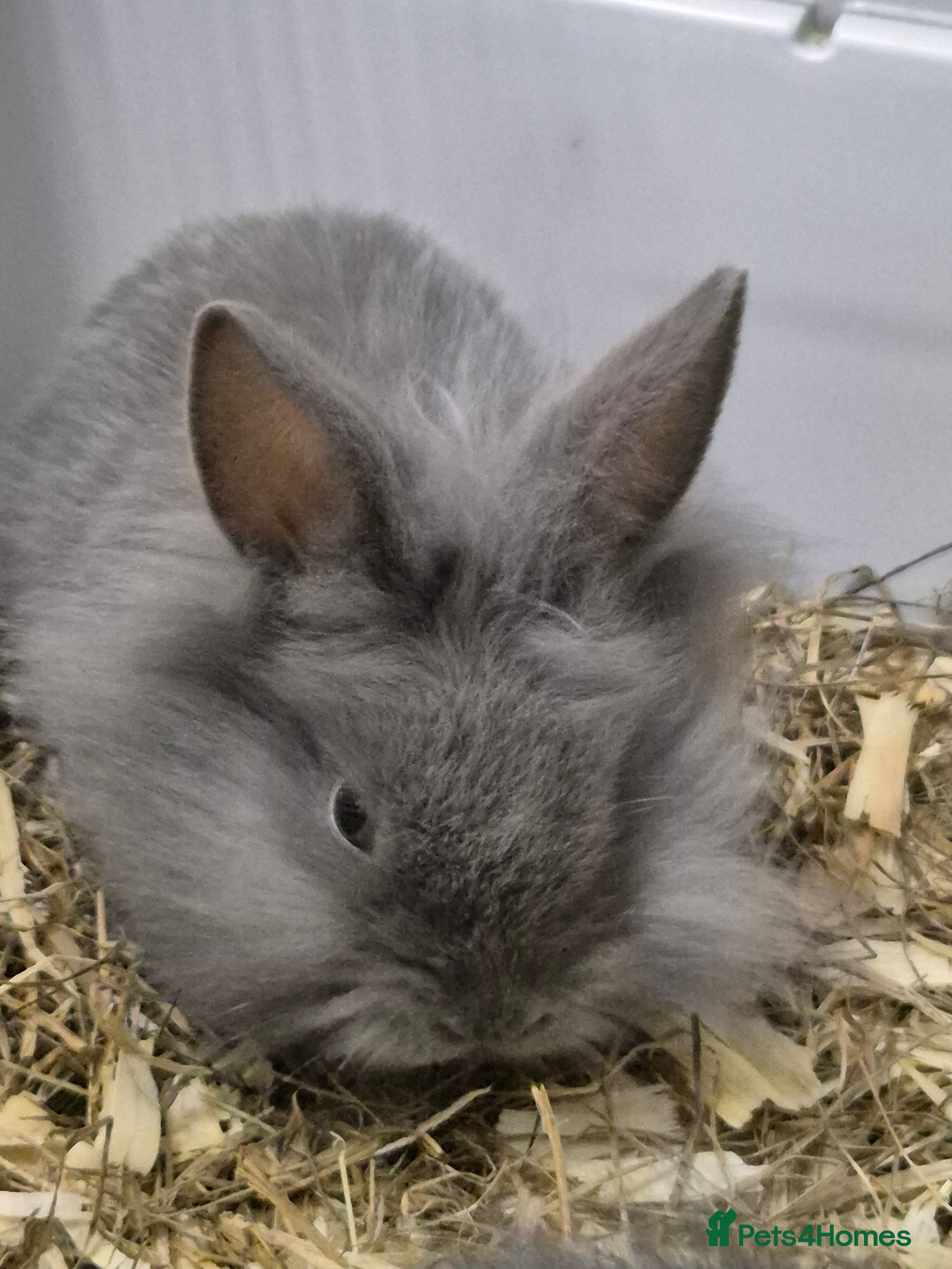 Lionhead rabbits Lionhead x angora rabbits  - Advert 14