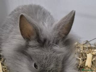 Lionhead rabbits Lionhead x angora rabbits - Advert 18