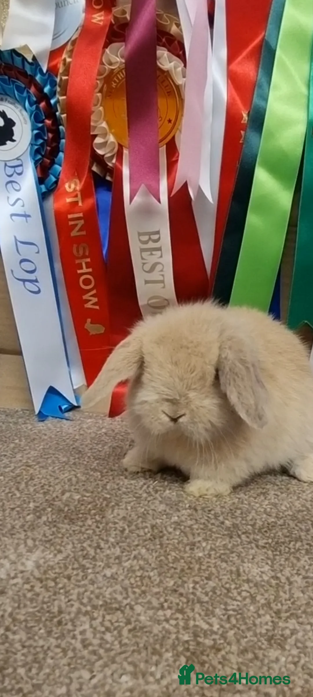 Mini Lop rabbits for sale: Gorgeous mini lop baby buck - Advert 2