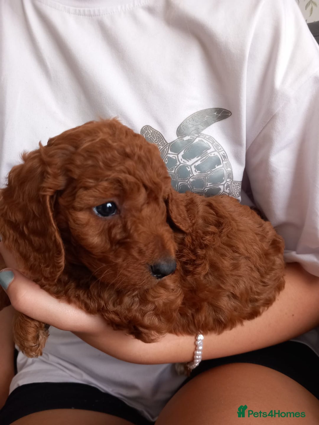 Cockapoo dogs for sale: Red cockapoo puppies - Image 13