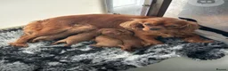 Cavapoo dogs for sale: Ms penelope henshaw - Advert 14