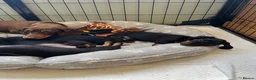 Miniature Dachshund dogs for sale: Kc reg miniature dachshunds - 2 girls - 2 boys  - Advert 22