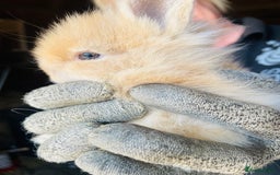 Lionhead rabbits for sale: Beautiful Lion head Baby Bunnies  - Image 4