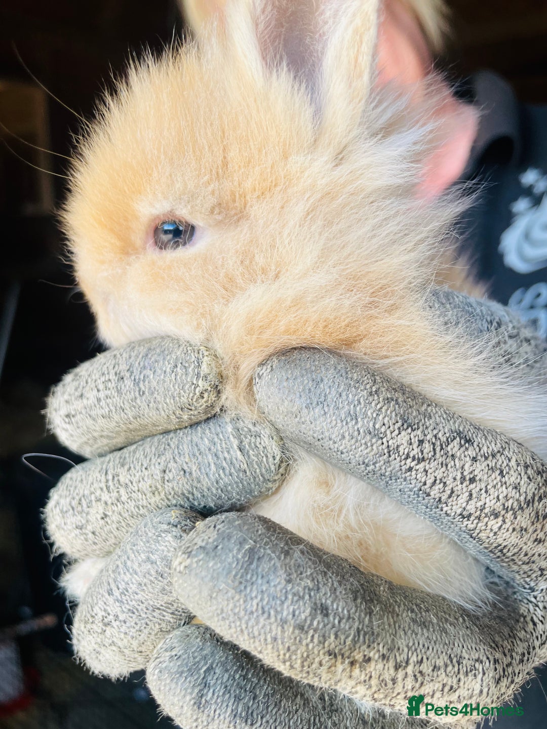 Lionhead rabbits for sale: Beautiful Lion head Baby Bunnies  - Image 4