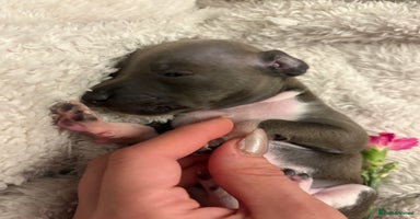Italian Greyhound dogs - Advert 13
