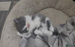 Mixed Breed cats for sale: 2 Long Hair Kittens Ready For Their Forever Homes - Image 3
