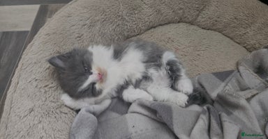 Mixed Breed cats - Advert 13