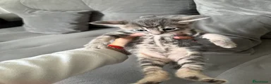 Boy