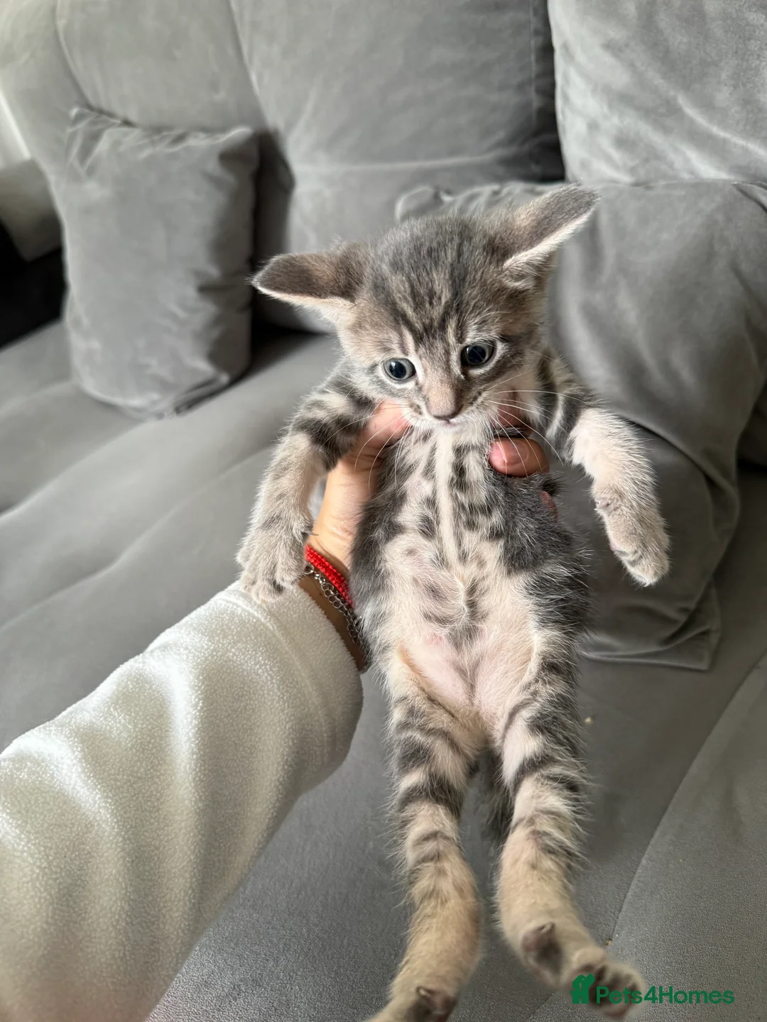 Mixed Breed cats for sale: Adorable Kittens Looking for Their Forever Homes - Advert 2