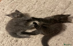 Ragdoll cats for sale: Ragdoll cross kittens - Image 10