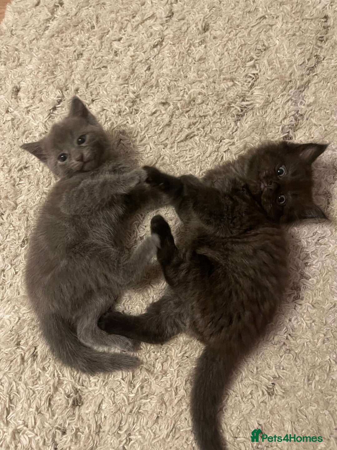 Ragdoll cats for sale: Ragdoll cross kittens - Image 10
