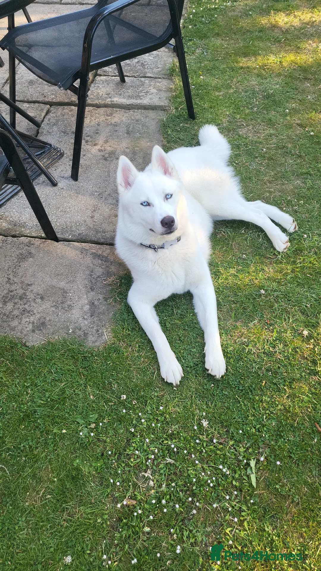 Siberian Husky dogs for sale: Siberian husky  - Advert 5