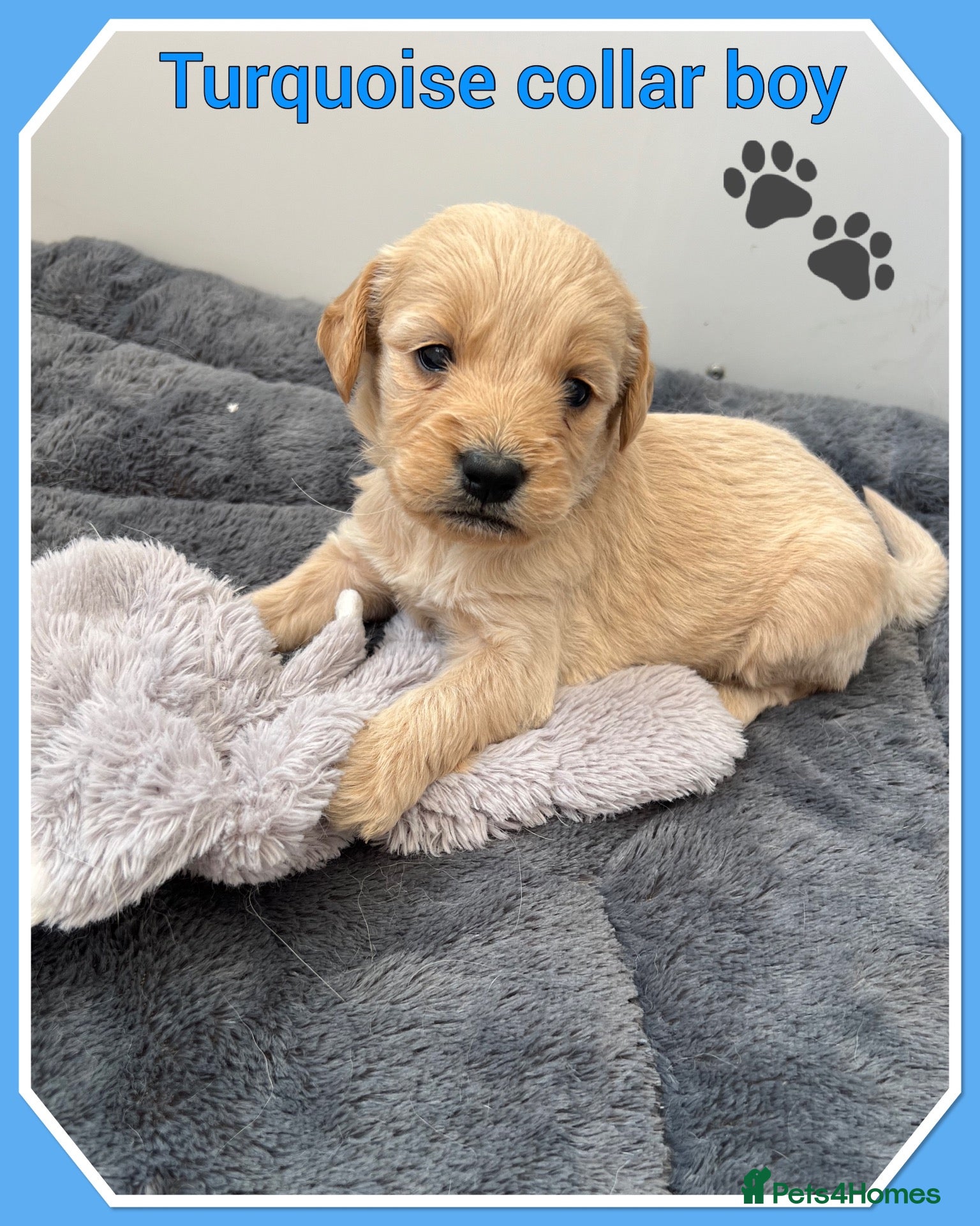 Mini Goldendoodle dogs 🐶 STUNNING F1 MINIATURE GOLDENDOODLES 🐶 - Advert 2