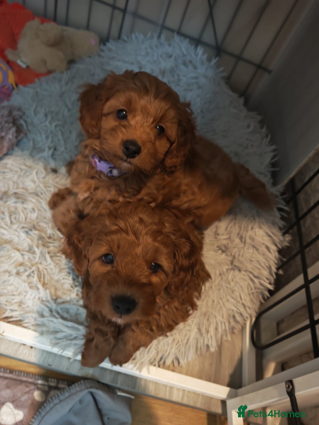 Cockapoo dogs for sale: Cockerpoo puppies  - Advert 10