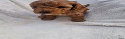 Cockapoo dogs for sale: Rare litter of F1BB cockapoos all hypoallergenic  in Middlesbrough - Advert 27