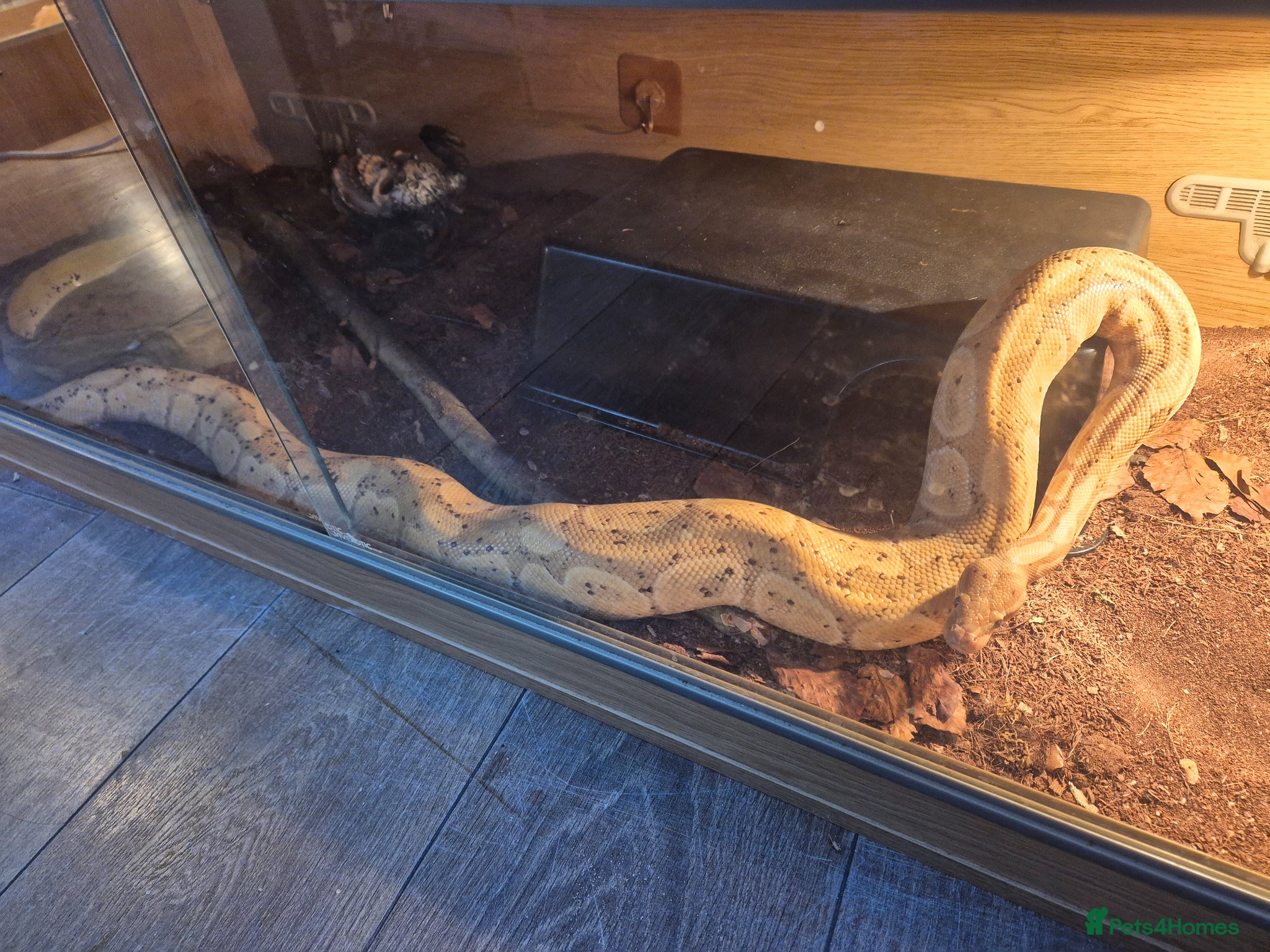 Python Snake reptiles Female royal pythons - Advert 2