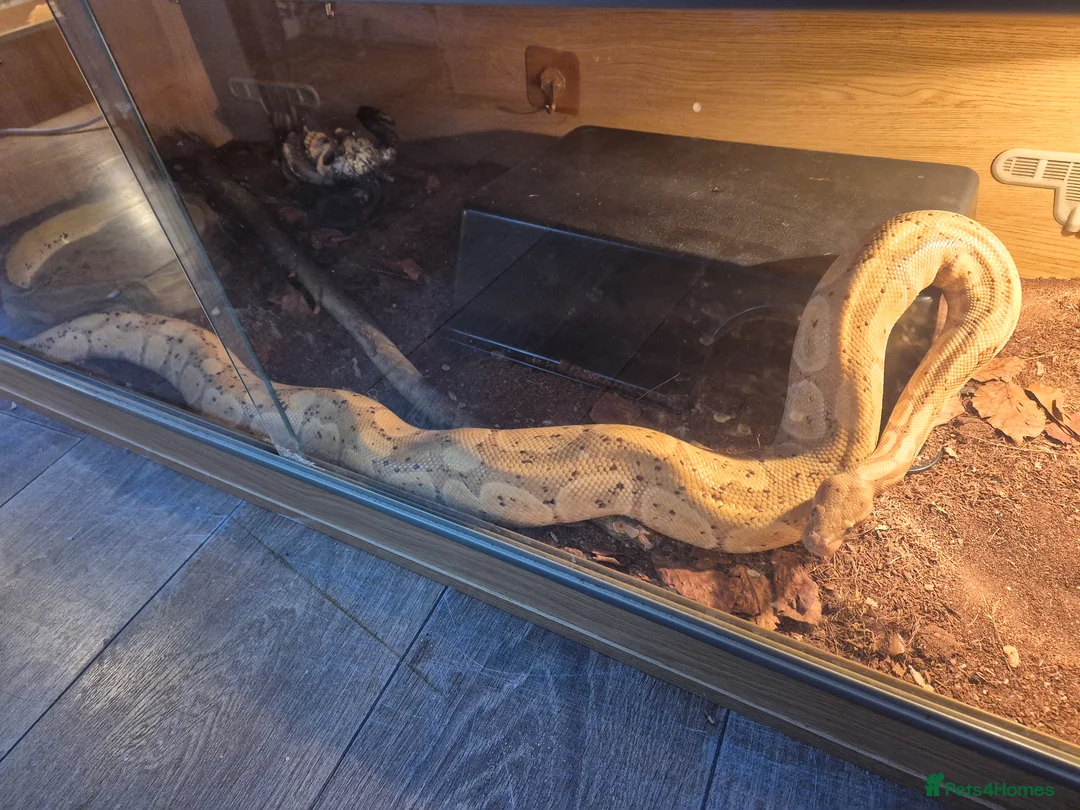 Python Snake reptiles for sale: Female royal pythons - Advert 2