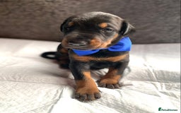 Dobermann dogs for sale: KC REGISTERED HEALTH TESTED DOBERMAN PUPS - Image 8
