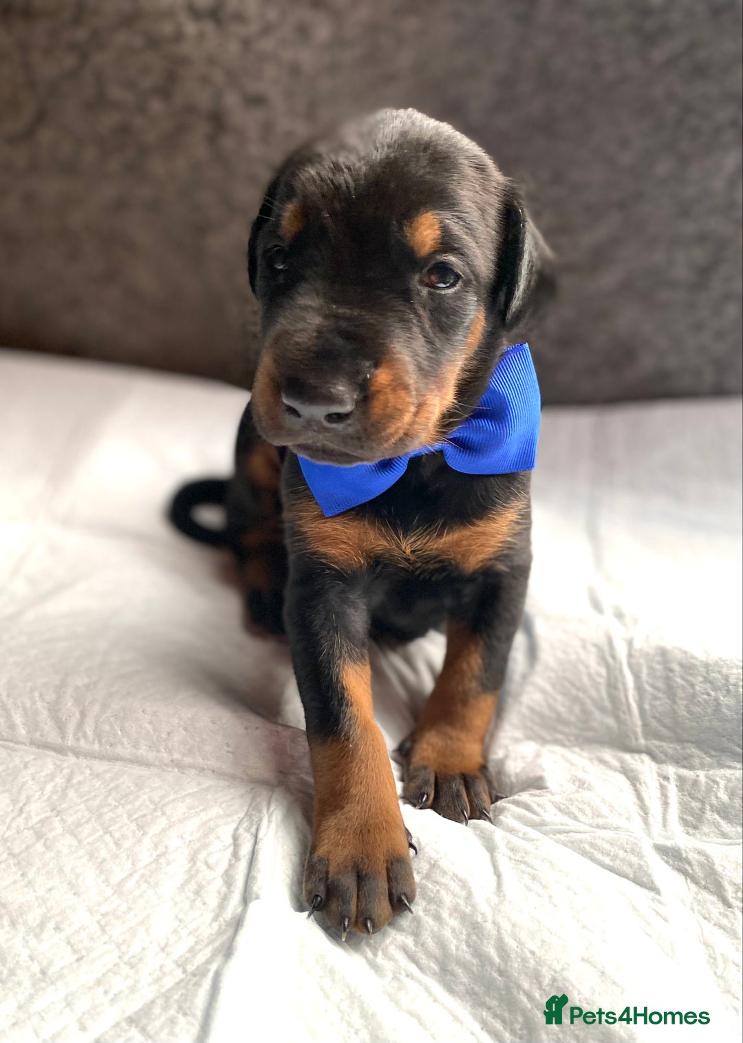 Dobermann dogs for sale: KC REGISTERED HEALTH TESTED DOBERMAN PUPS - Image 8
