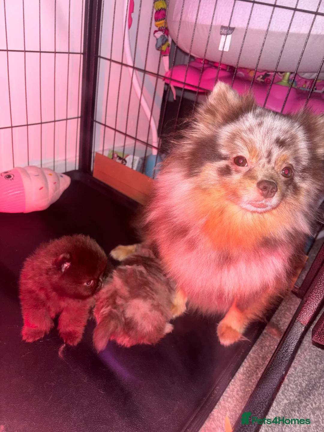 Pomeranian dogs for sale: Pomeranian puppy’s  - Advert 6