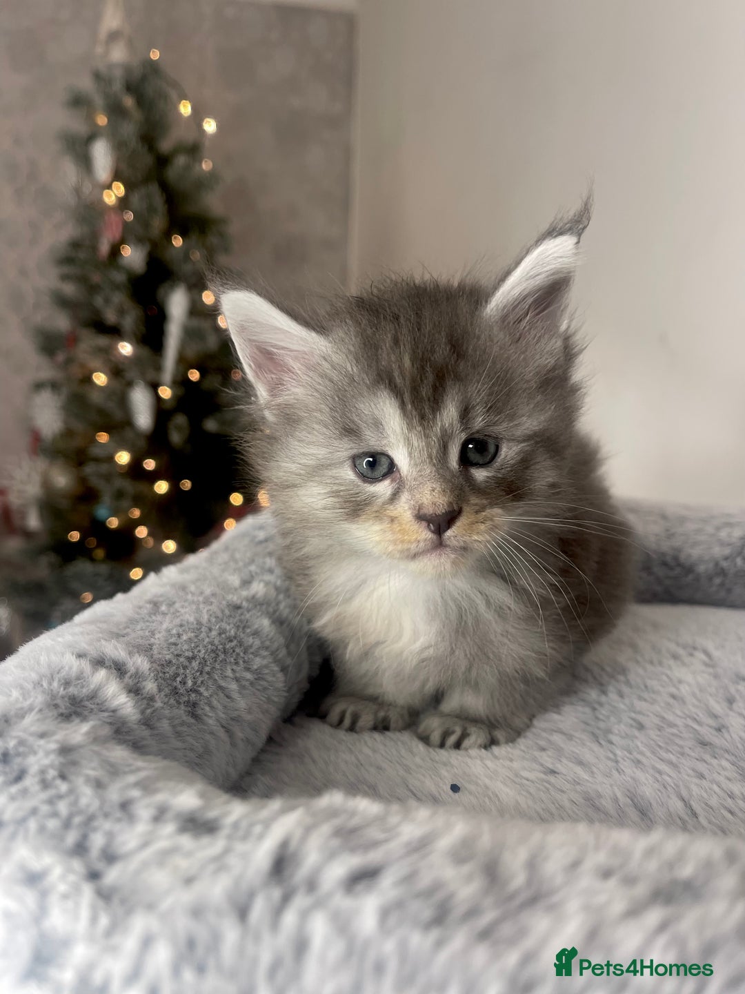 Maine Coon cats for sale: 💛LAST Sweet MaineCoons looking for forever home💛 - Advert 6