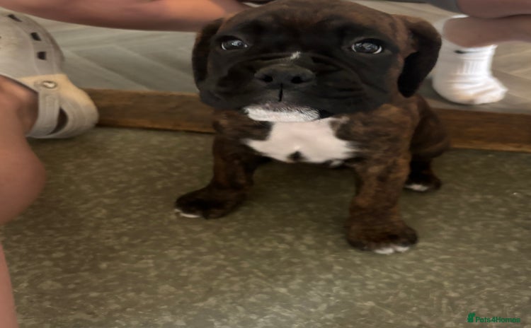 Boxer dogs - Advert 4