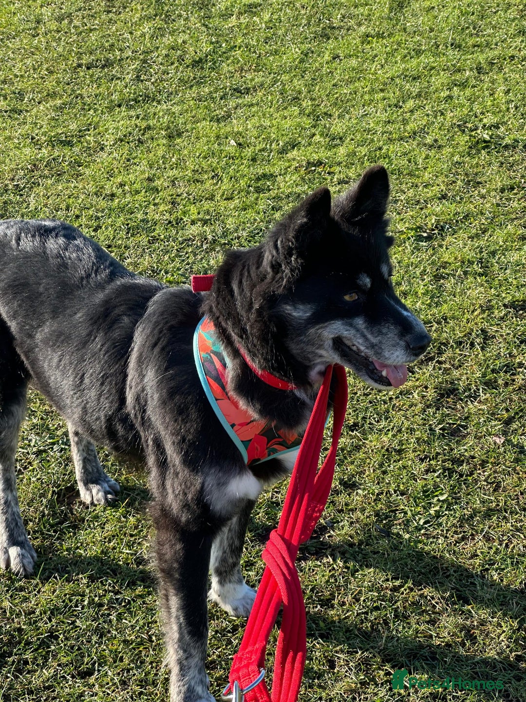 Mixed Breed dogs for adoption: ❤️Zara: kind, loving & well-balanced Husky cross❤️ - Advert 7