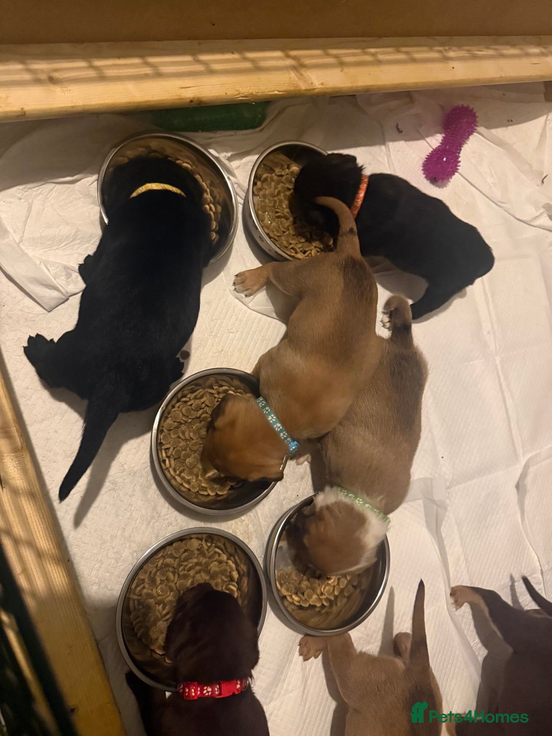 Mixed Breed dogs for sale: Mixed Breed puppies  - Advert 12