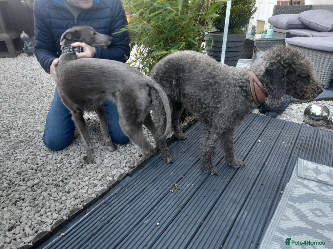 Bedlington Terrier dogs for stud: Blue.  Bedlington terrier for stud  CT Clear   in Chesterfield - Advert 13