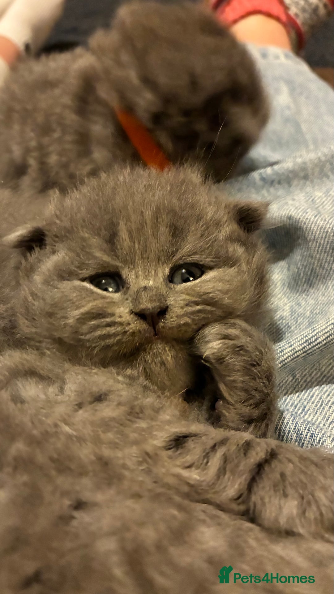 Scottish Fold cats for sale: 6 beautiful Scottish fold kittens - Advert 6