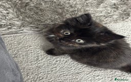 Maine Coon cats for sale: Unique 1/2 Maine Coone Kittens x 4  - Image 8