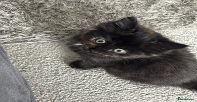 Maine Coon cats - Advert 2
