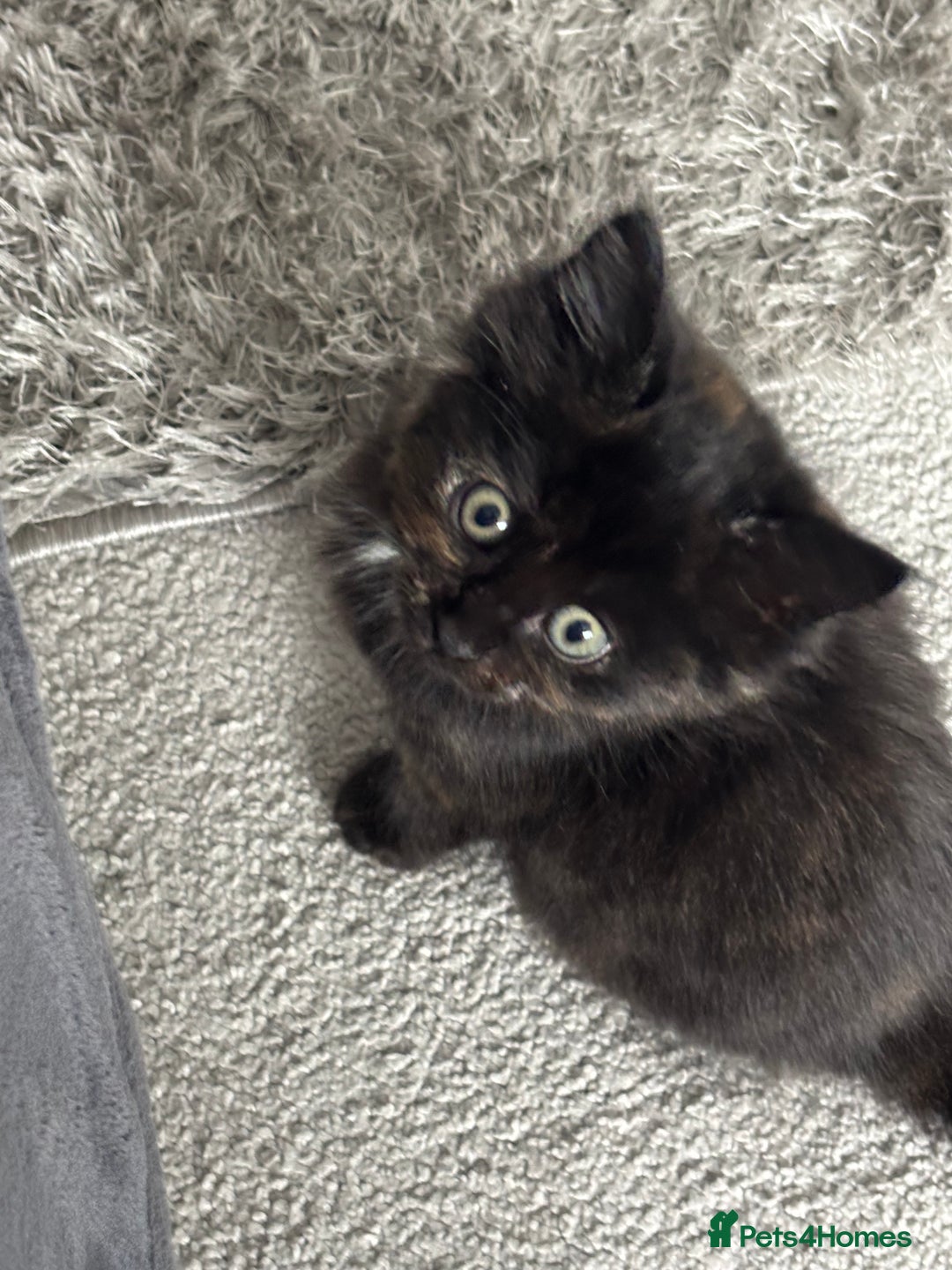 Maine Coon cats for sale: Unique 1/2 Maine Coone Kittens x 4  - Image 8