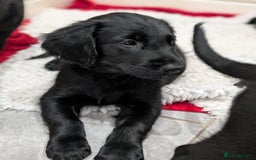 Flat coated Retriever dogs for sale: READY NOW Flat Coated Retriever Puppies - Image 14